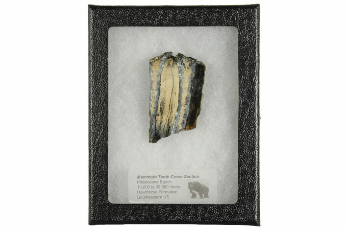 Mammoth Molar Slice with Case - South Carolina #165084